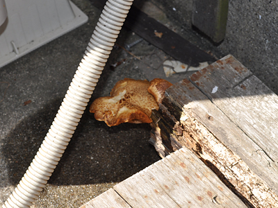 なんじゃこりゃー! 456)気が付けば、もう2週間が経とうとしていますが・・って話