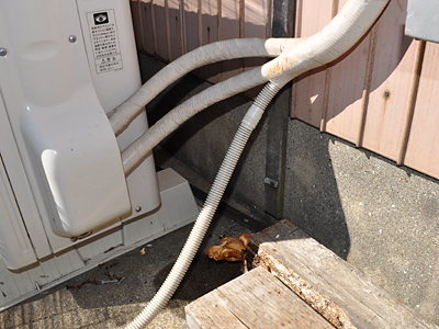 ちょうど日陰 456)気が付けば、もう2週間が経とうとしていますが・・って話