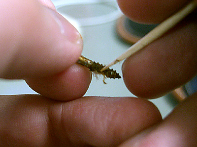 ホントに取れにくい。固まってる。