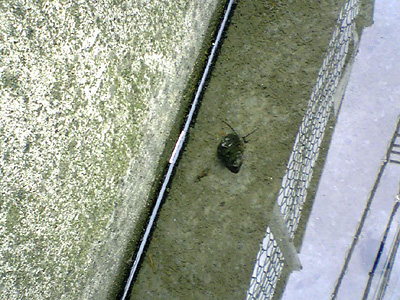 夏の風物詩2「久しぶりに見たタニシ」