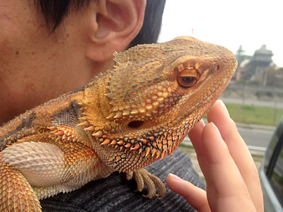 結構色彩鮮やかね