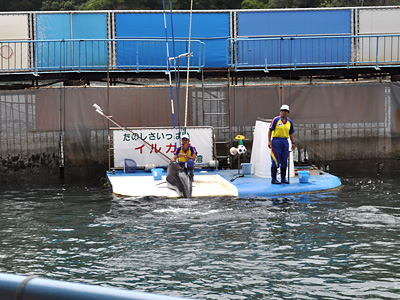 若干物足りない イルカ島