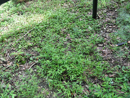雨の翌日は大変そうだ
