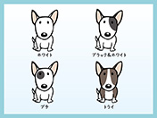 ブルテリアのイラスト