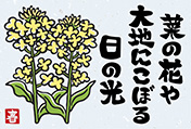 菜の花のポストカード