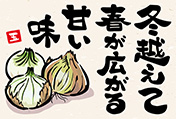 新玉ねぎのポストカード