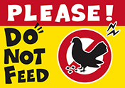 ハトのエサやり禁止ポスター-1（A4横）