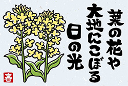 菜の花のポストカード